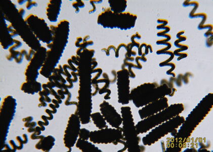 Observation au microscope