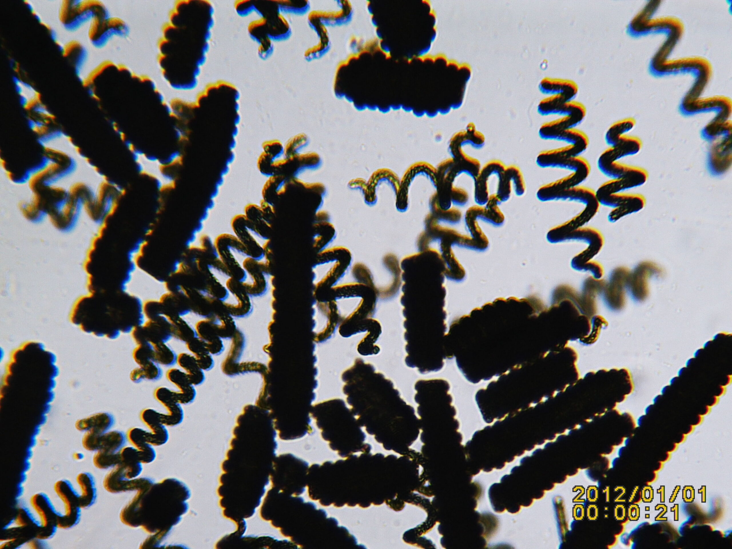 Observation au microscope