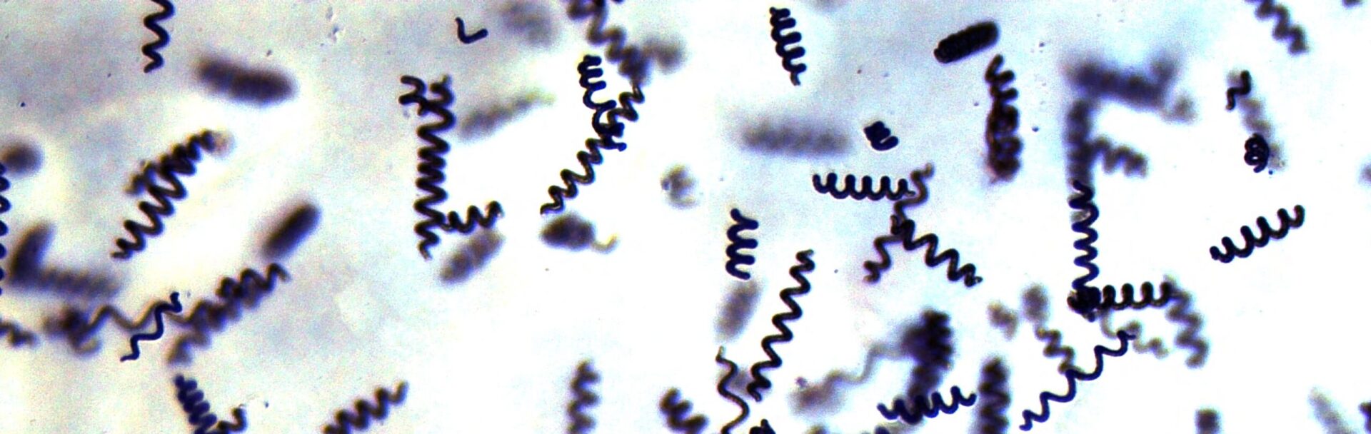 Spiruline.bio