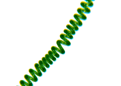 Spiruline et fer : tout ce que les végétariens doivent savoir
