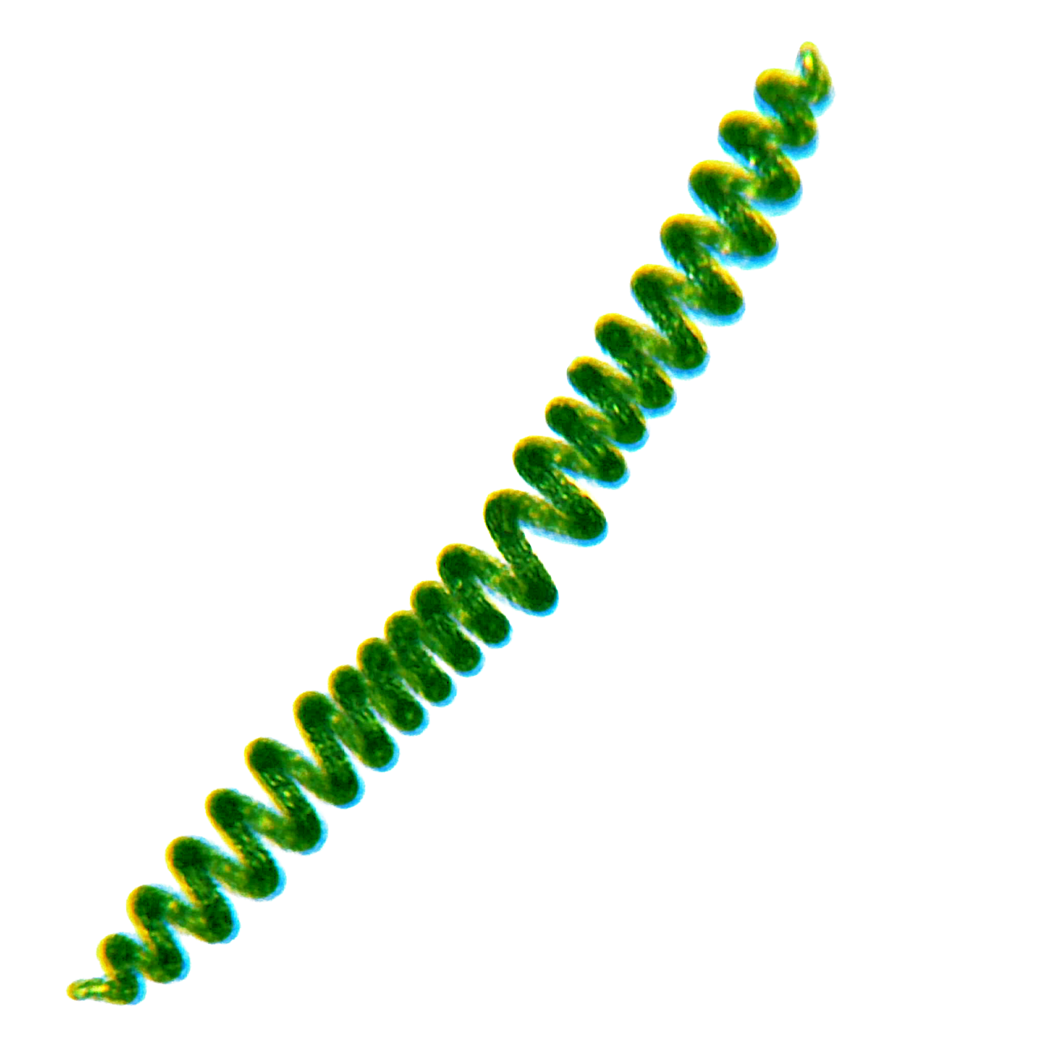 Spiruline vs chlorelle : laquelle choisir et pourquoi ?